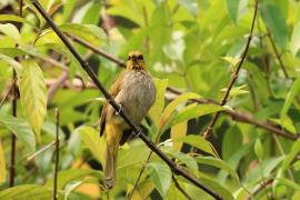 Bilbil złotolicy - Stripe-throated Bulbul - Pycnonotus finlaysoni