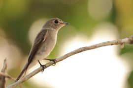 Muchołówka brunatna - Muscicapa dauurica - Asian Brown Flycatcher