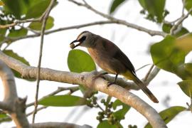 Bilbil ubogi - Yellow-vented Bulbul - Pycnonotus goiavier 