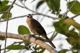 Bilbil ubogi - Yellow-vented Bulbul - Pycnonotus goiavier 