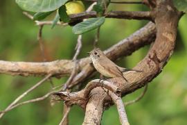 Muchołówka rdzawogardła - Taiga Flycatcher - Ficedula albicilla