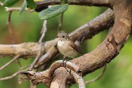 Muchołówka rdzawogardła - Taiga Flycatcher - Ficedula albicilla