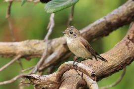 Muchołówka rdzawogardła - Taiga Flycatcher - Ficedula albicilla