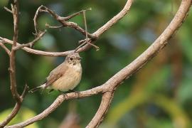 Muchołówka rdzawogardła - Taiga Flycatcher - Ficedula albicilla