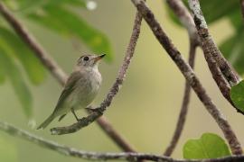 Muchołówka brunatna - Asian Brown Flycatcher