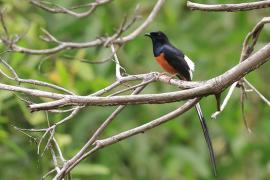 Sroczek białorzytny - White-rumped Shama - Copsychus malabaricus