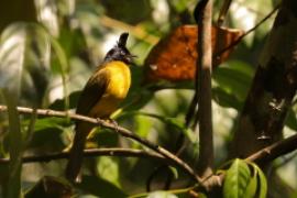 Bilbil żółtobrzuchy - Black-crested Bulbul - Rubigula flaviventris 