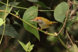 Krawczyk ciemnoszyi - Dark-necked Tailorbird - Orthotomus atrogularis