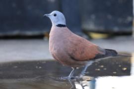 Synogarlica mała - Red Collared-Dove - Streptopelia tranquebarica