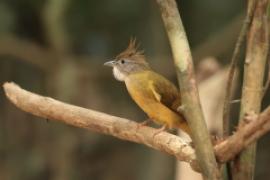 Szczeciak płowy - Puff-throated Bulbul - Alophoixus pallidus