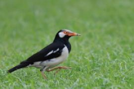 Szpak srokaty - Indian Pied Starling - Gracupica contra
