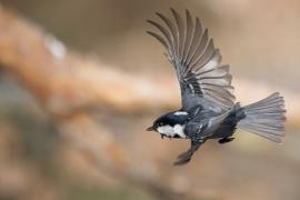 Sosnówka - Coal Tit