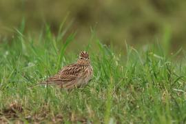 Skowronek - Eurasian Skylark
