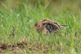 Skowronek - Eurasian Skylark