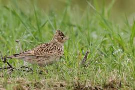 Skowronek - Eurasian Skylark
