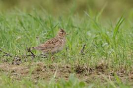Skowronek - Eurasian Skylark