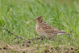 Skowronek - Eurasian Skylark