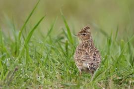 Skowronek - Eurasian Skylark