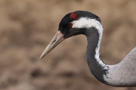 Żuraw - Grus grus - Common Crane