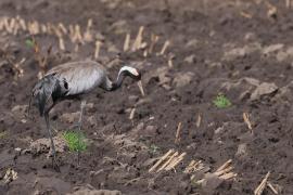Żuraw - Grus grus - Common Crane