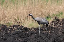 Żuraw - Grus grus - Common Crane