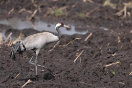 Żuraw - Grus grus - Common Crane