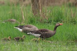 Gęgawa - Greylag Goose