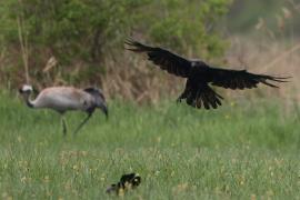 Kruk - Common Raven