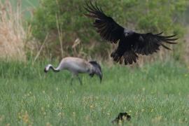 Kruk - Common Raven