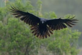 Kruk - Common Raven