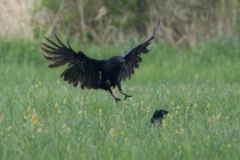 Kruk - Common Raven