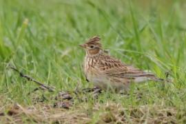 Skowronek - Alauda arvensis - Eurasian Skylark