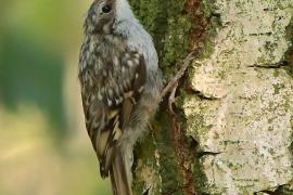 Pełzacz ogrodowy - Certhia brachydactyla - Short-toed Treecreeper