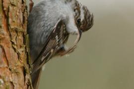 Pełzacz ogrodowy - Certhia brachydactyla - Short-toed Treecreeper