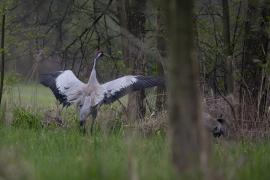 Żuraw - Common Crane