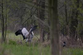 Żuraw - Common Crane
