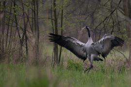 Żuraw - Common Crane