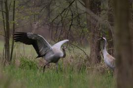 Żuraw - Common Crane