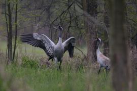 Żuraw - Common Crane