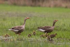 Gęgawa - Greylag Goose