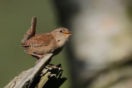 Strzyżyk - Troglodytes troglodytes - Eurasian Wren