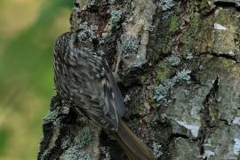 Pełzacz ogrodowy - Certhia brachydactyla - Short-toed Treecreeper