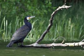 Kormoran zwyczajny - Phalacrocorax carbo - Great Cormorant