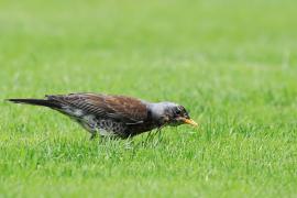 Kwiczoł - Turdus pilaris - Fieldfare