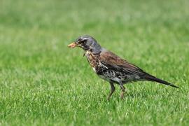 Kwiczoł - Turdus pilaris - Fieldfare