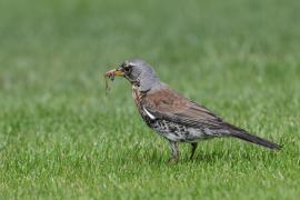 Kwiczoł - Turdus pilaris - Fieldfare