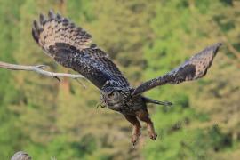 Puchacz - Eurasian Eagle-Owl