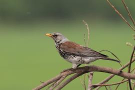 Kwiczoł - Fieldfare