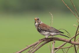 Kwiczoł - Fieldfare