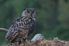 Puchacz - Eurasian Eagle-Owl